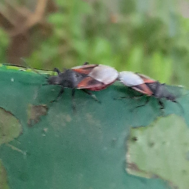 Oxycarenus lavaterae - hársbodobács