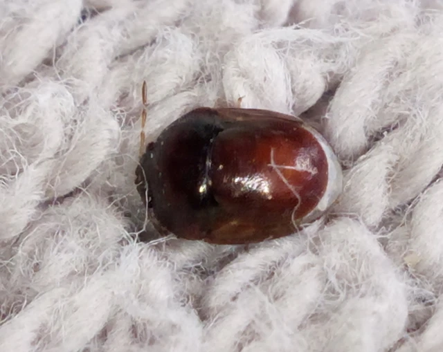 Thyreocoris