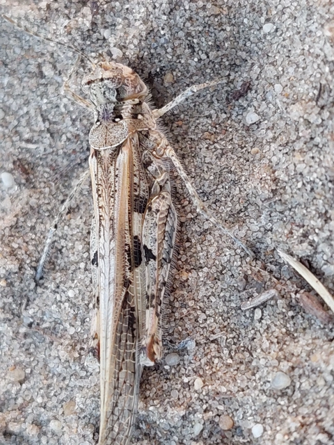 Acrotylus insubricus - önbeásósáska