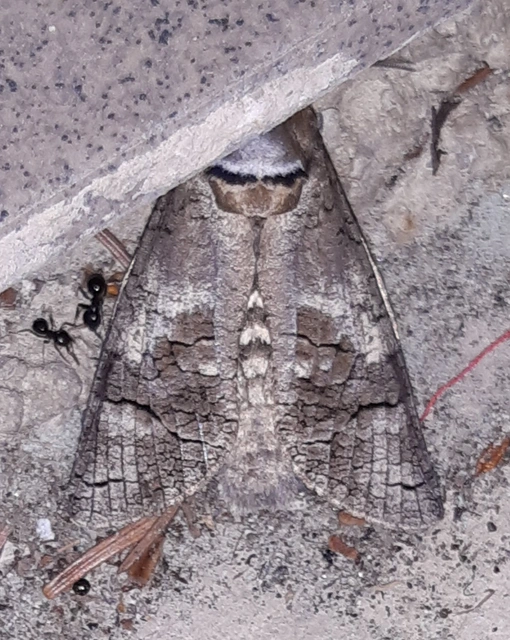 Cossus cossus - fűzfarontólepke