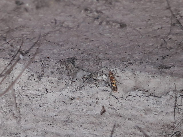 Cameraria ohridella - vadgesztenye-sátorosmoly