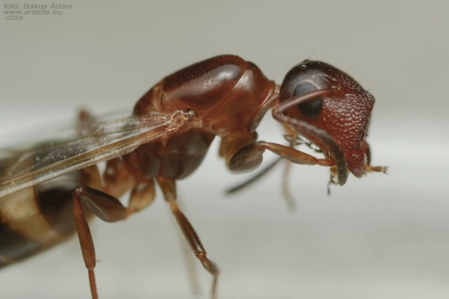 Colobopsis truncata - kapushangya