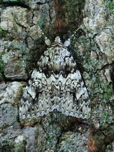 Catocala promissa - kis tölgyfa-övesbagoly