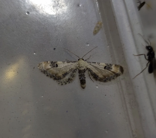 Eupithecia centaureata - búzavirág-törpearaszoló