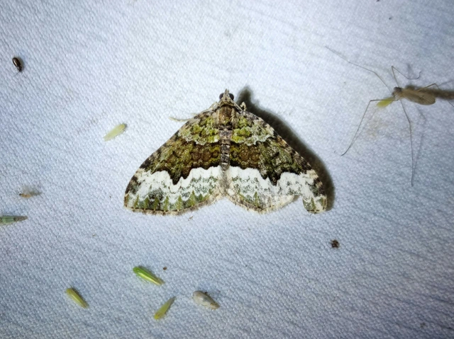 Euphyia biangulata - szegletes tarkaaraszoló