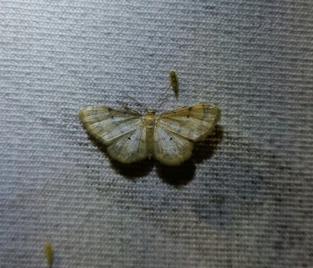 Idaea politaria - vonalas apróaraszoló