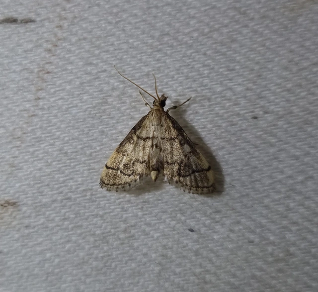 Metasia ophialis - kígyósávos tűzmoly