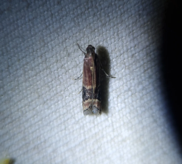 Euzopherodes charlottae - magyar karcsúmoly