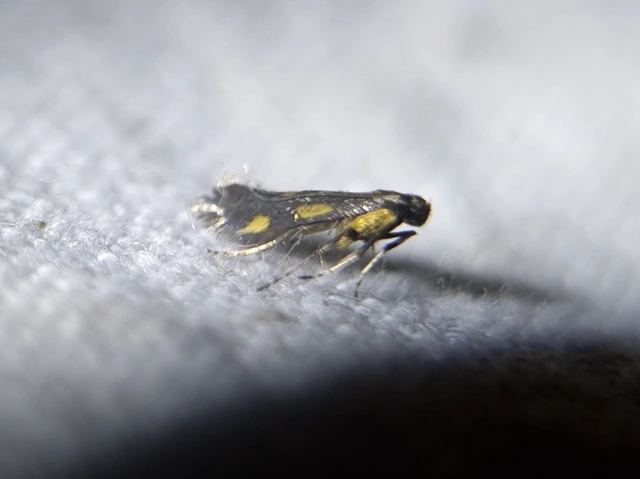 Euspilapteryx auroguttella - orbáncfű-keskenymoly