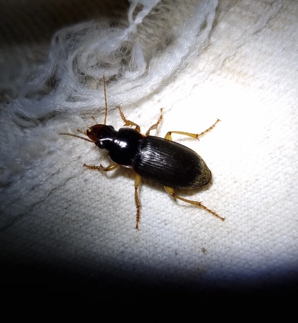 Harpalus griseus - kis selymesfutó