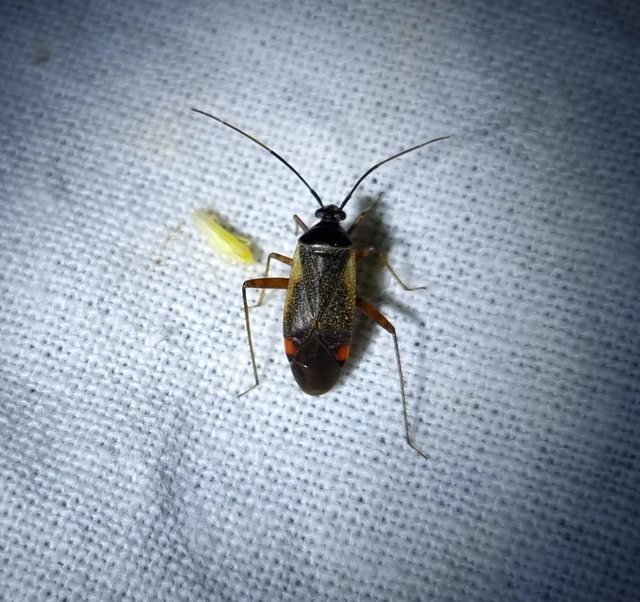 Adelphocoris seticornis - szegélyes mezeipoloska