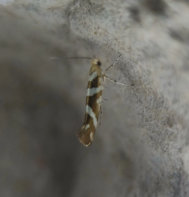 Argyresthia goedartella - égerbarka-aranymoly