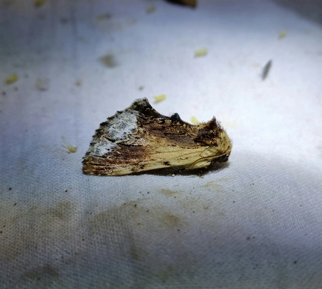 Ptilodon cucullina - csuklyás púposszövő