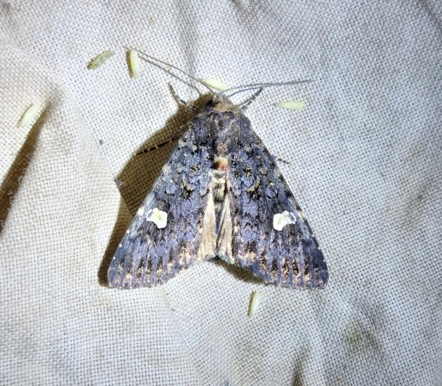 Melanchra persicariae - fehérfoltos kertibagoly