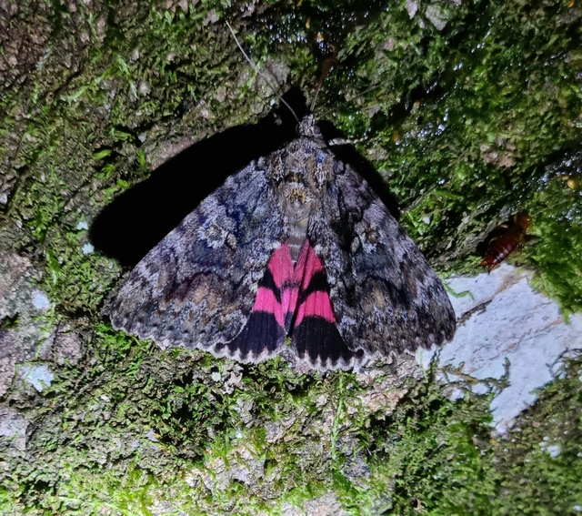 Catocala sponsa/dilecta