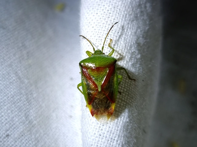 Elasmostethus Elasmostethus