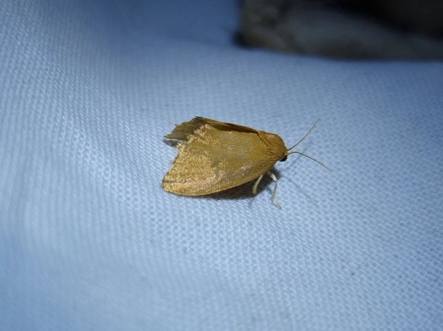 Heterogenea asella - csigalepke