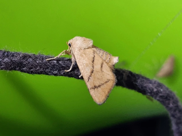 Apoda limacodes - kagylólepke