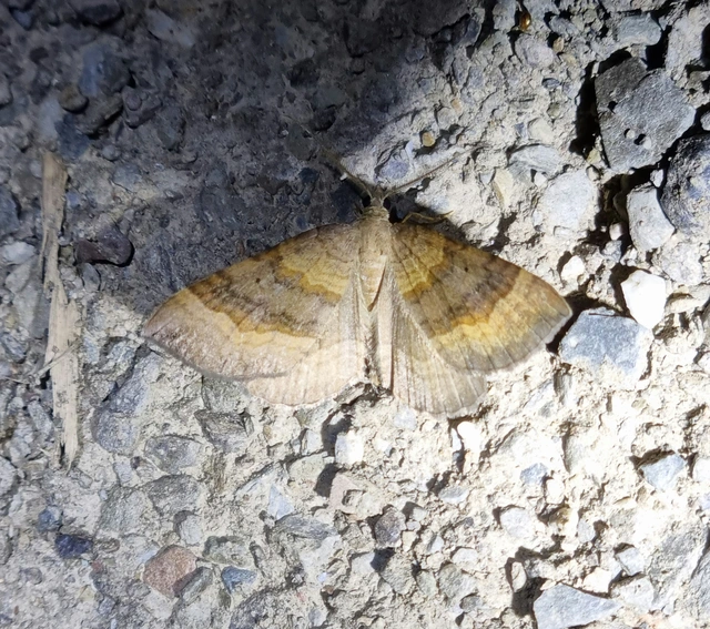 Scotopteryx chenopodiata - libatop-araszoló