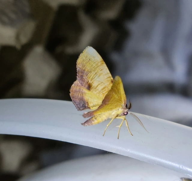 Plagodis dolabraria - baltaszárnyú araszoló