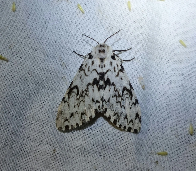Lymantria monacha - apácalepke