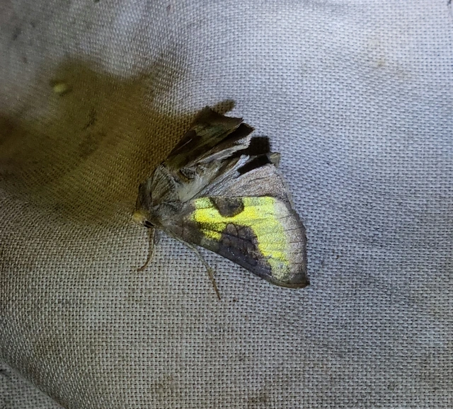 Diachrysia stenochrysis - rejtőző aranybagoly