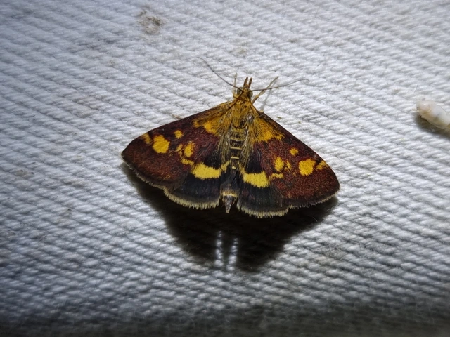 Pyrausta aurata - aranyló bíbormoly