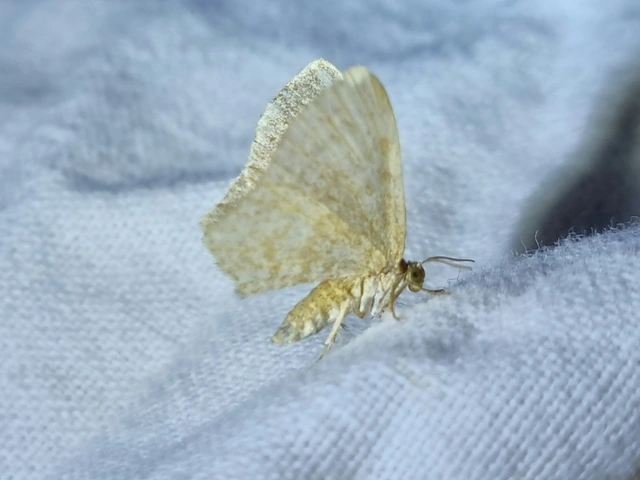 Euchoeca nebulata - barnás égeraraszoló