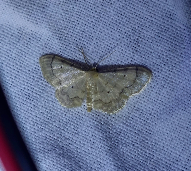 Idaea politaria - vonalas apróaraszoló
