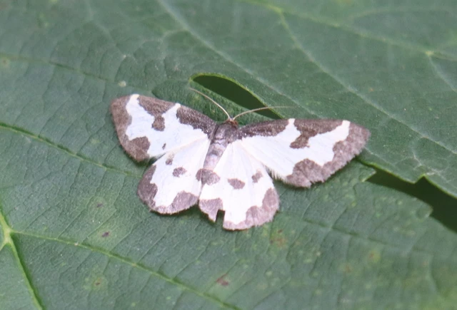 Lomaspilis marginata - szegélyes nyárfaaraszoló