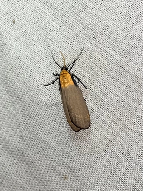 Lithosia quadra - négypettyes zuzmószövő