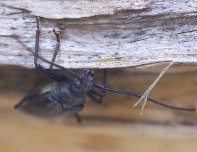 Aegosoma scabricorne - diófacincér