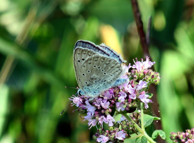 Polyommatus daphnis - csipkés boglárka