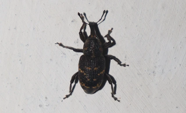 Hylobius abietis - nagy fenyvesormányos