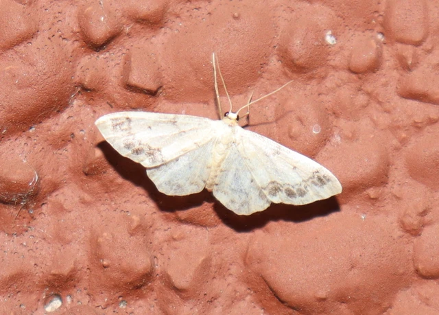 Idaea trigeminata - csúcsfoltos apróaraszoló