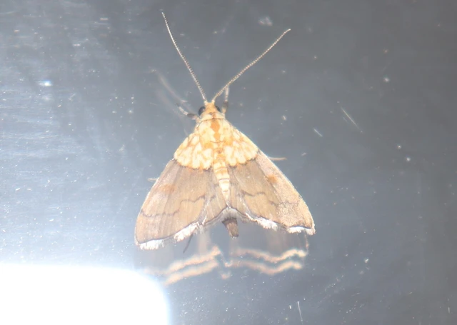 Agrotera nemoralis - ligeti tűzmoly