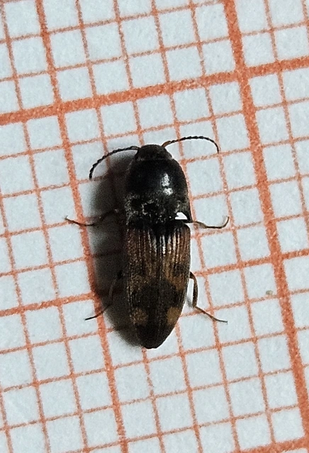 Drasterius bimaculatus - változékony pattanó