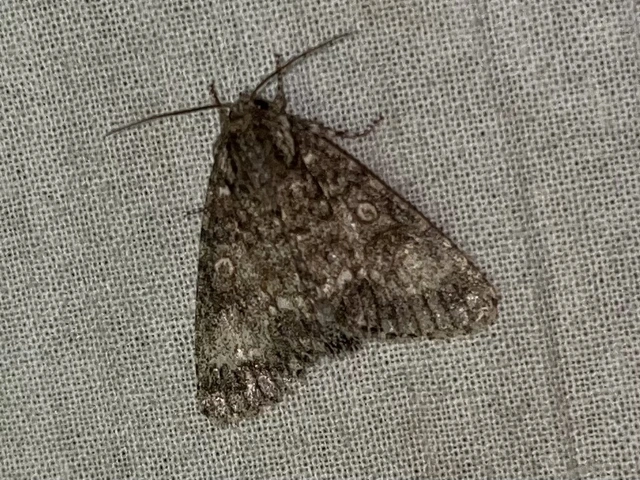 Acronicta megacephala - nagyfejű szigonyosbagoly