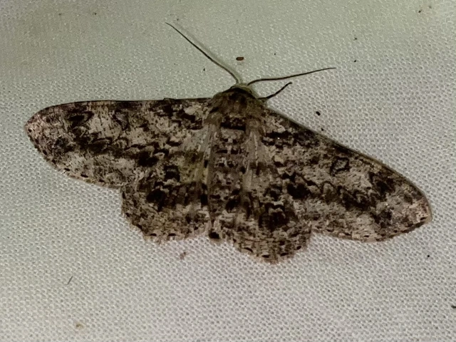 Ascotis selenaria - holdas faaraszoló