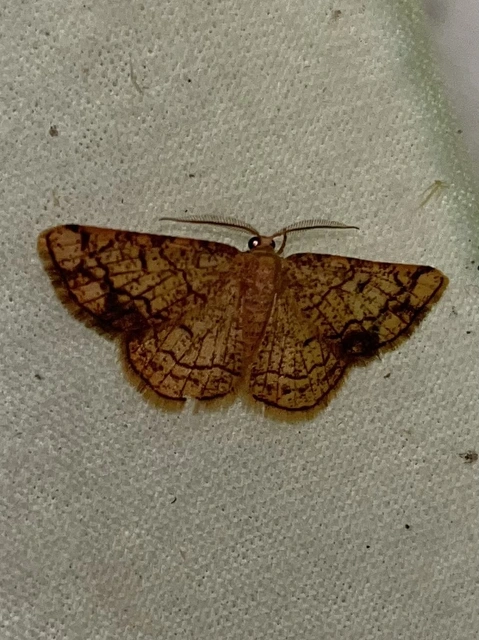 Stegania dilectaria - fehérnyár-araszoló