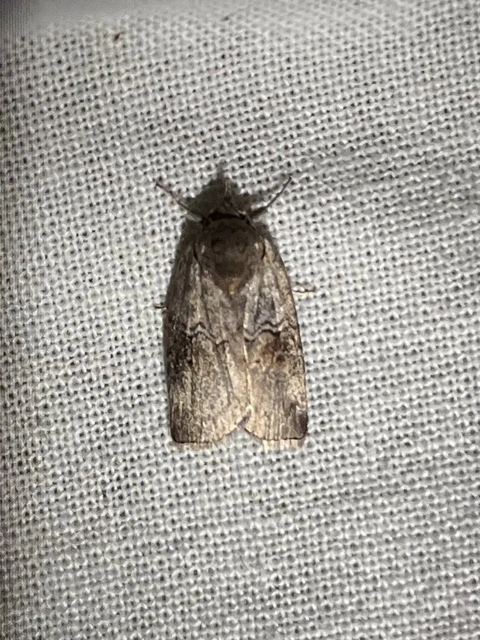 Nycteola asiatica - nyárfa-trapézbagoly