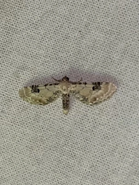 Eupithecia centaureata - búzavirág-törpearaszoló