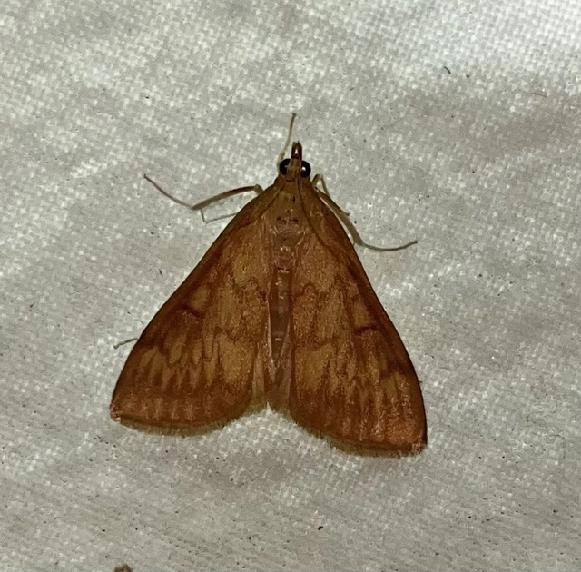 Ostrinia nubilalis - kukoricamoly