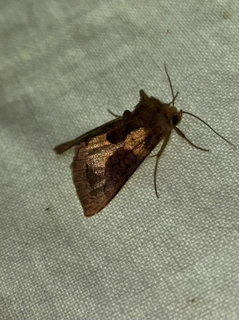 Diachrysia chrysitis/stenochrysis