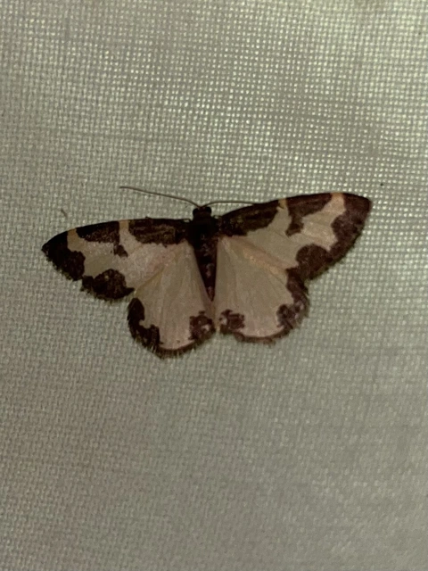 Lomaspilis marginata - szegélyes nyárfaaraszoló