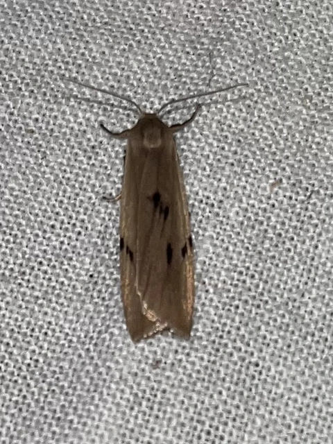 Pelosia muscerda - hamvas zuzmószövő