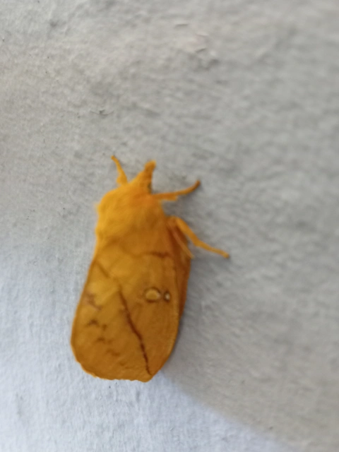 Euthrix potatoria - szomjas pohók