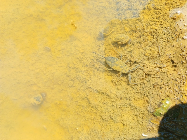 Nepa cinerea - víziskorpió