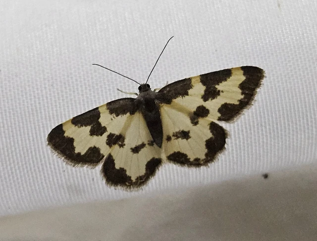 szegélyes nyárfaaraszoló - Lomaspilis marginata