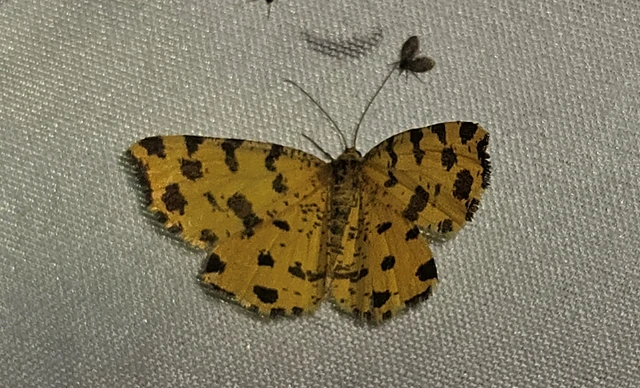 párducfoltos araszoló - Pseudopanthera macularia